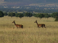 safari