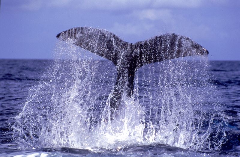 Avistamiento de ballenas en Husavik
