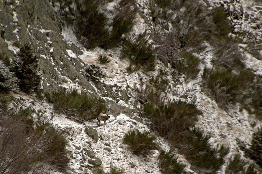 En los últimos 10 años se han captado muy pocas imágenes del lobo en el Pirineo. Esta es una de ellas, tomada en febrero de 2014. | cc-by-nc-sa Ferran Jordá