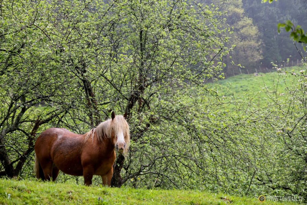 Un caballo entre manzanos