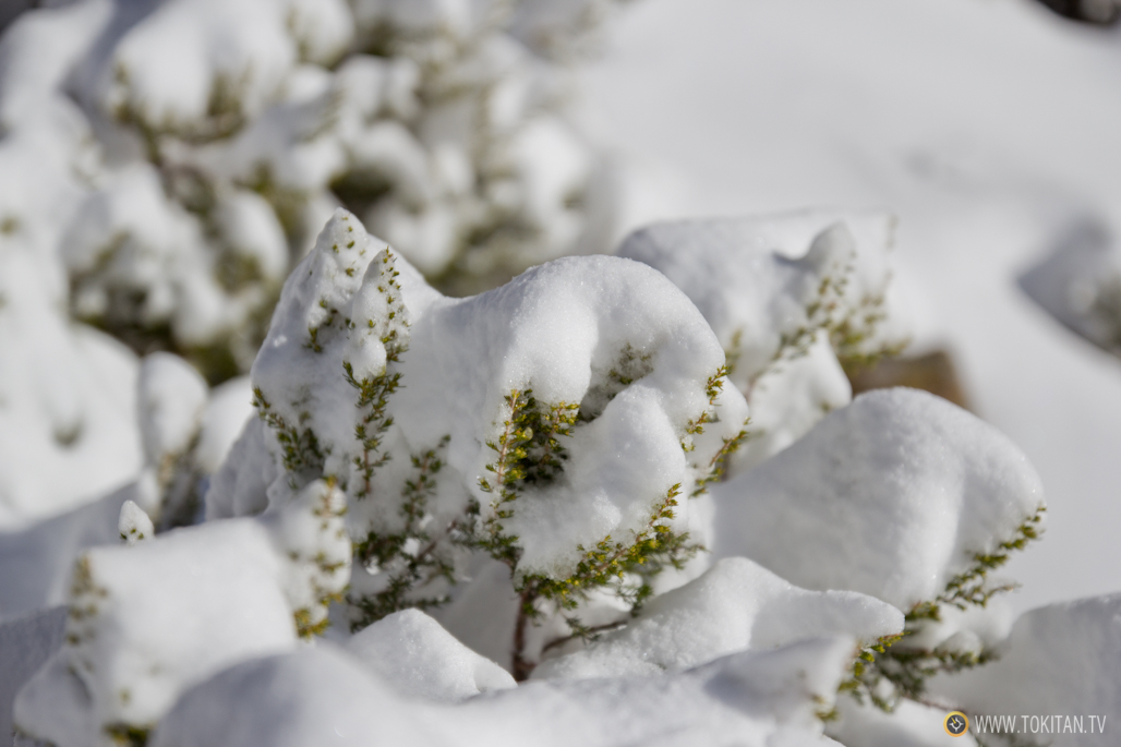 Casi todos los inviernos las cimas de Sierra Cebollera (cn sus más de 2.000 metros) y sus alrededores se cubren de nieve. 